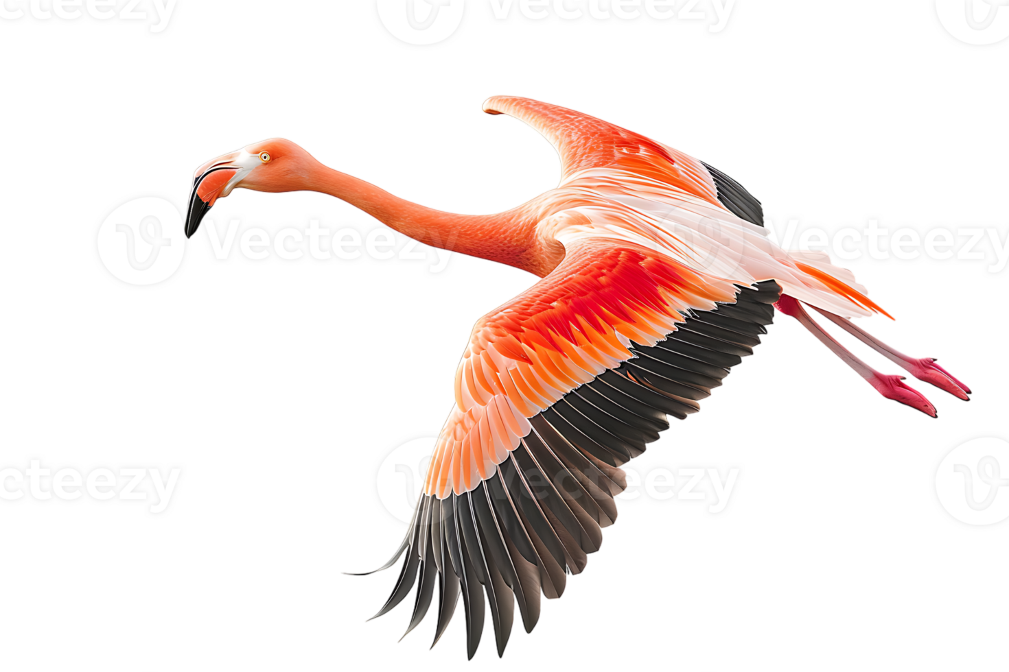 Flamingo flying, isolated against a transparent background png