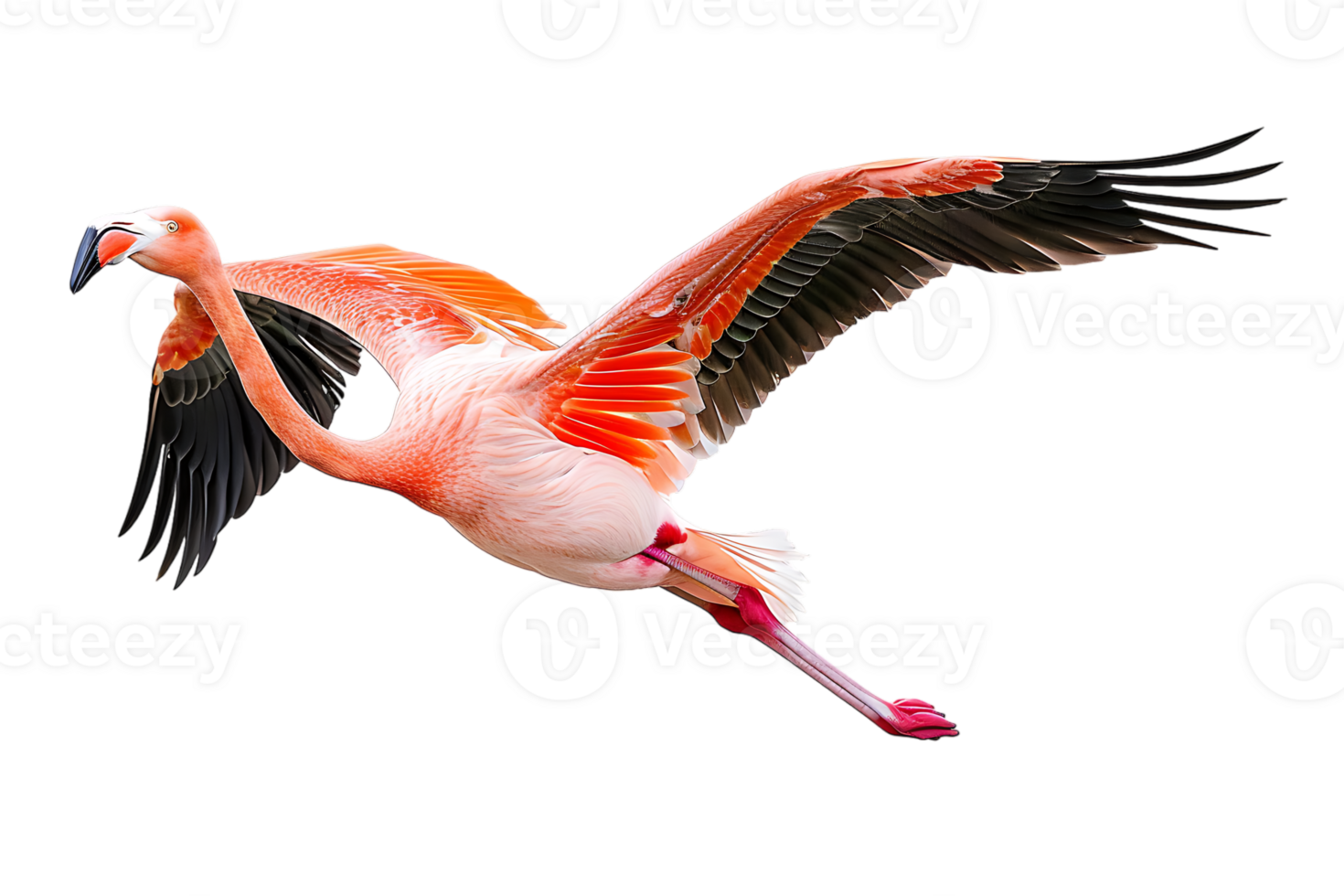 Flamingo flying, isolated against a transparent background png