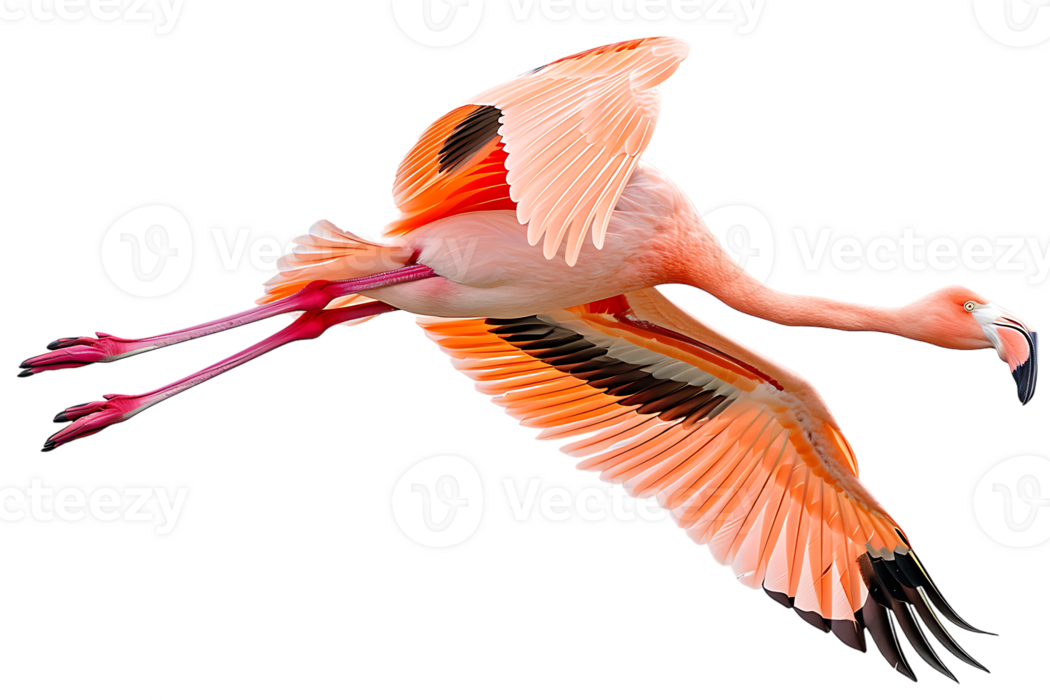 Flamingo flying, isolated against a transparent background png