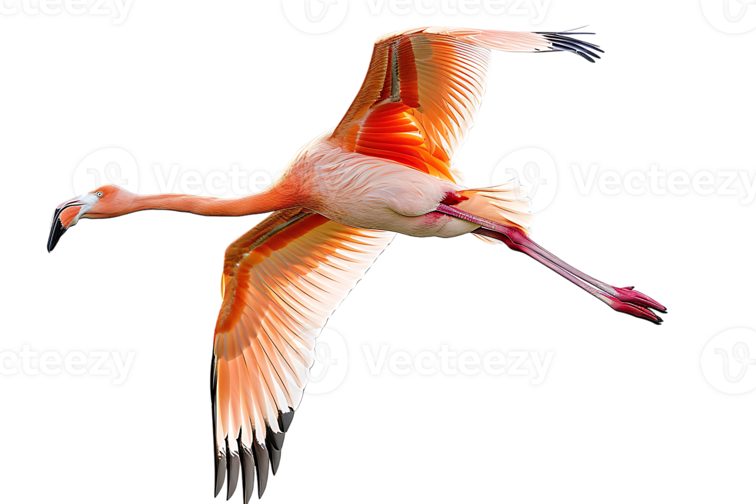 Flamingo flying, isolated against a transparent background png