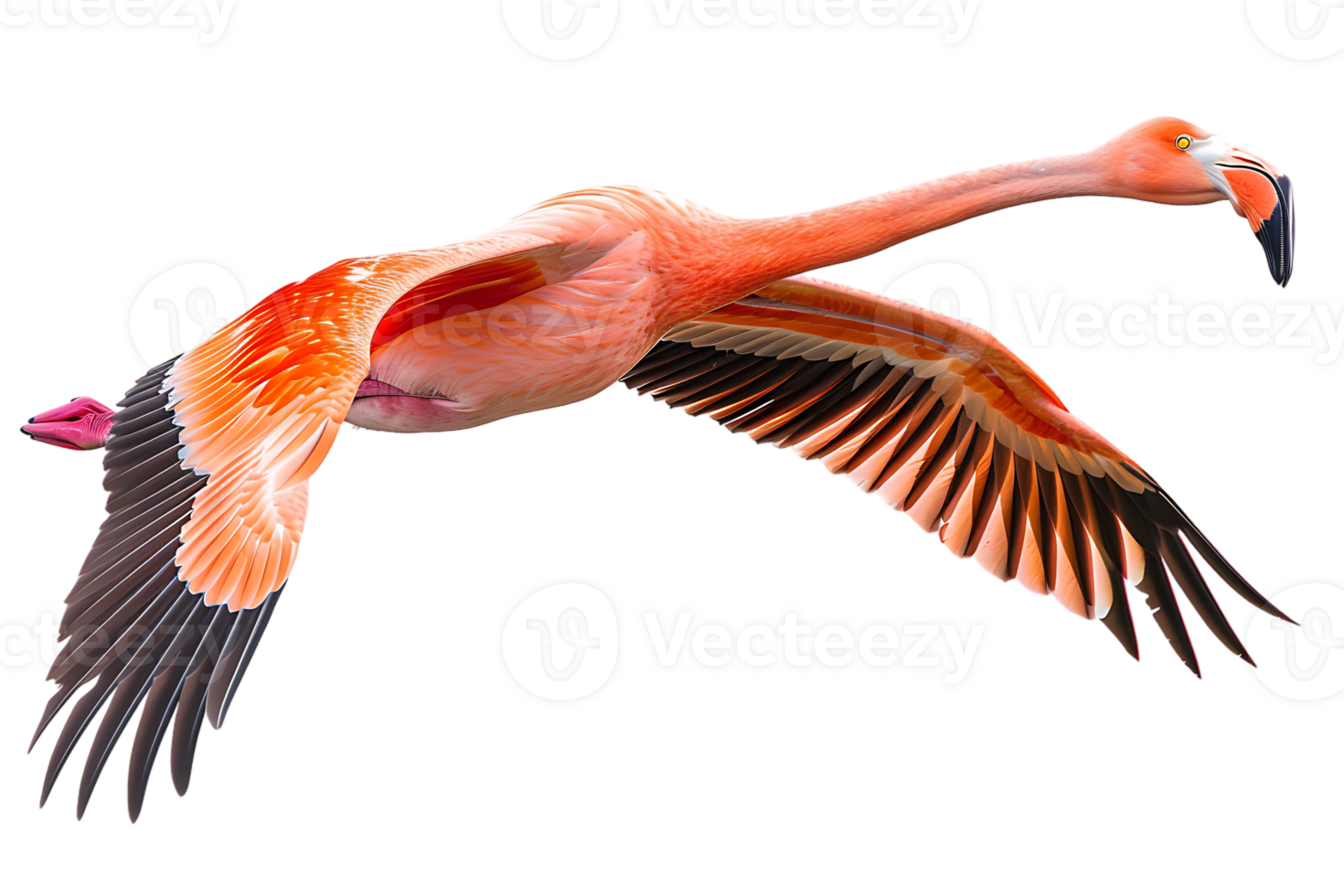 Flamingo flying, isolated against a transparent background png
