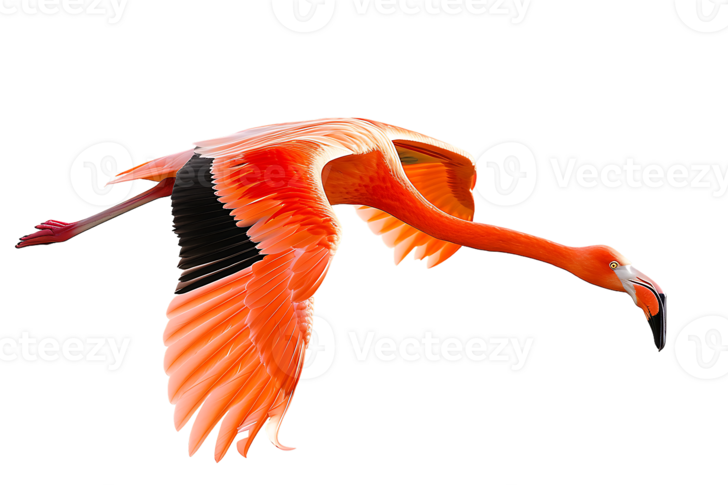 Flamingo flying, isolated against a transparent background png