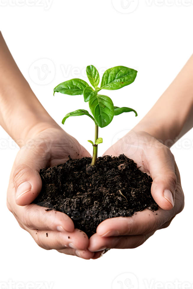 hands holding a plant in soil, isolated against a transparent background png