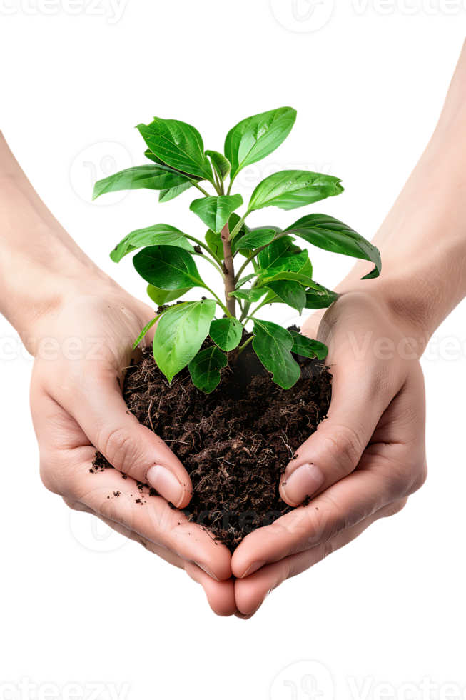 hands holding a plant in soil, isolated against a transparent background png