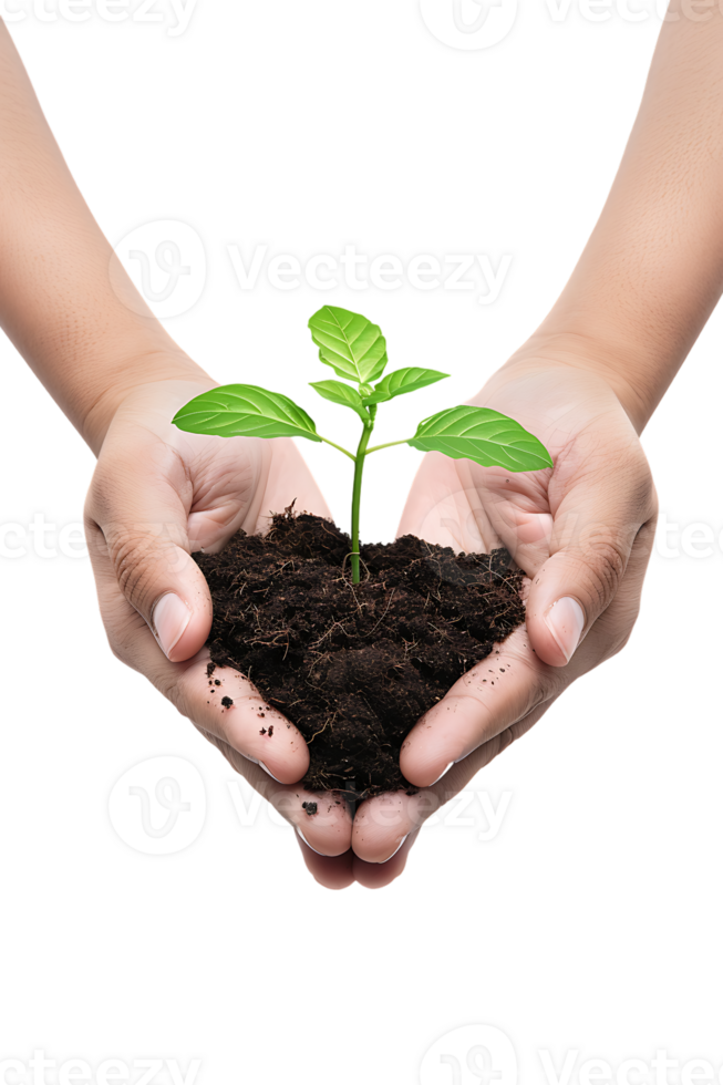 hands holding a plant in soil, isolated against a transparent background png