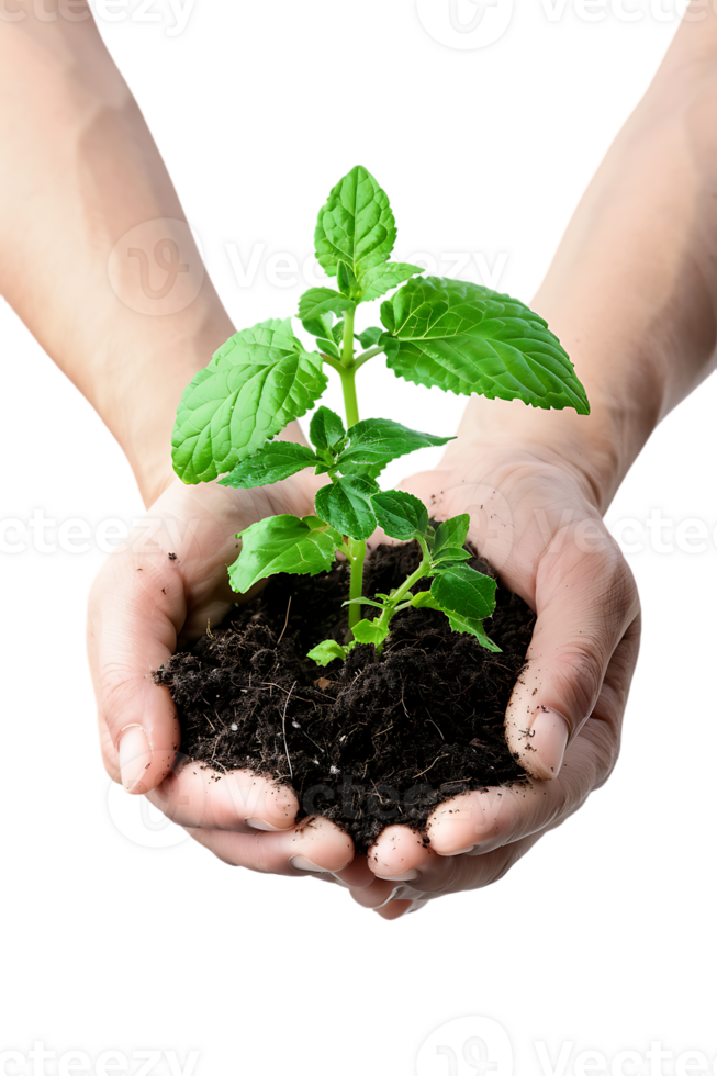 hands holding a plant in soil, isolated against a transparent background png
