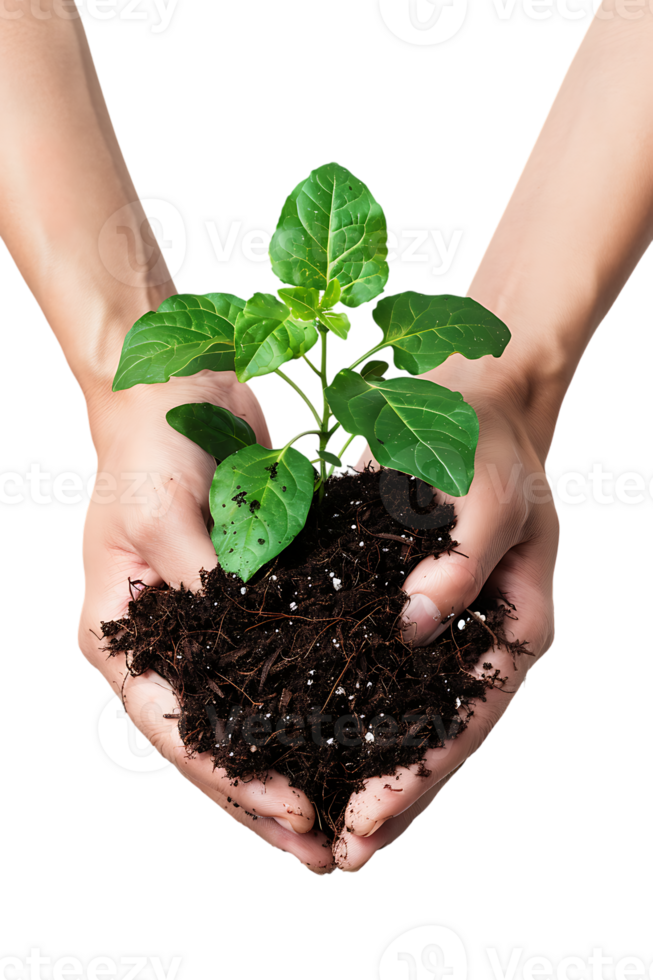 hands holding a plant in soil, isolated against a transparent background png