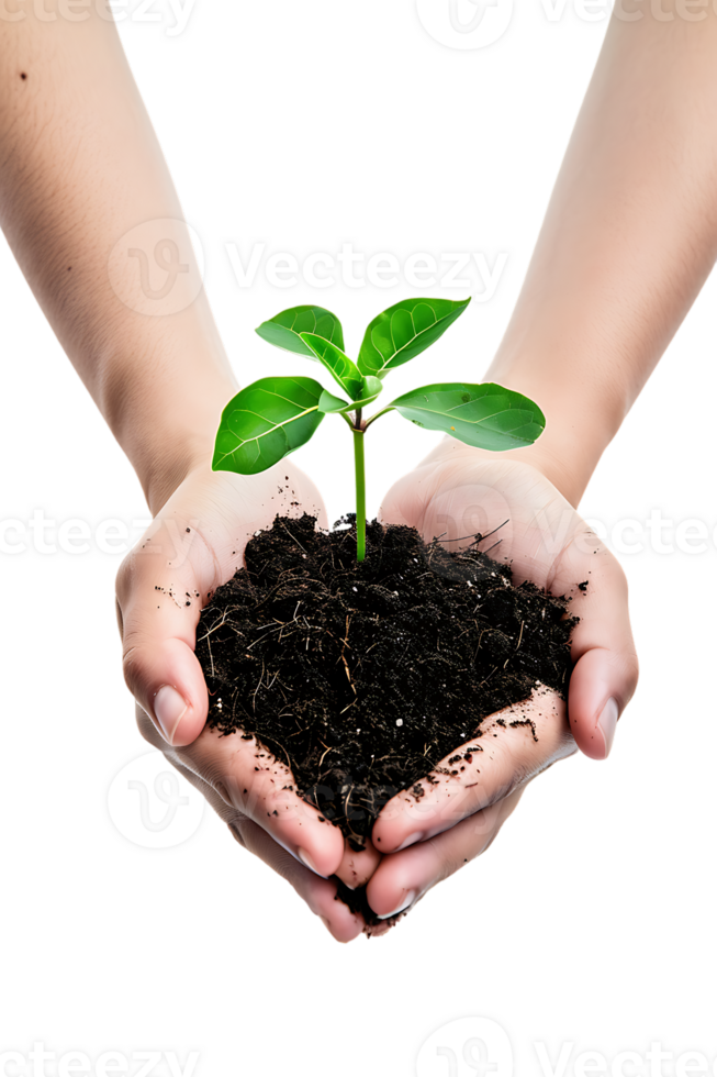 hands holding a plant in soil, isolated against a transparent background png