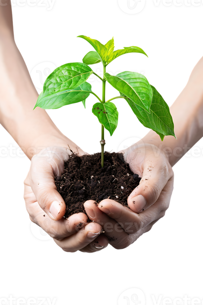 hands holding a plant in soil, isolated against a transparent background png