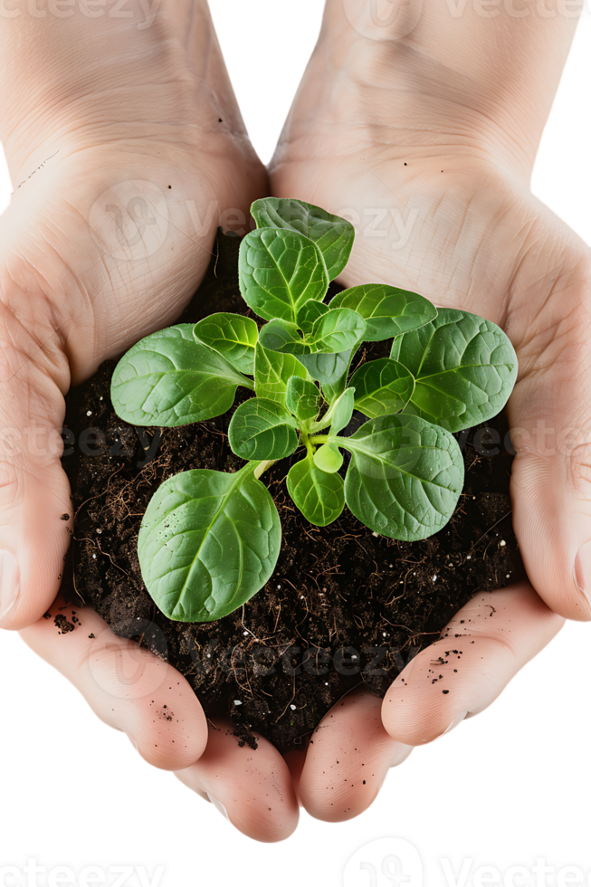 hands holding a plant in soil, isolated against a transparent background png