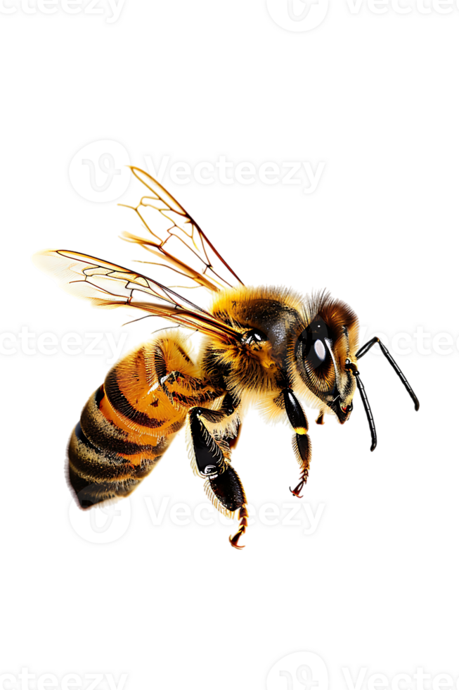 Honey bee flying, isolated on a transparent background png