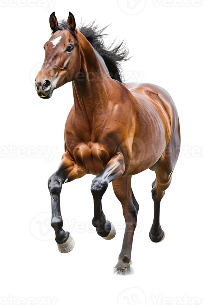 horse rearing up against a transparent background png