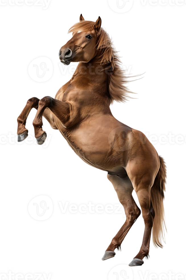 horse rearing up against a transparent background png
