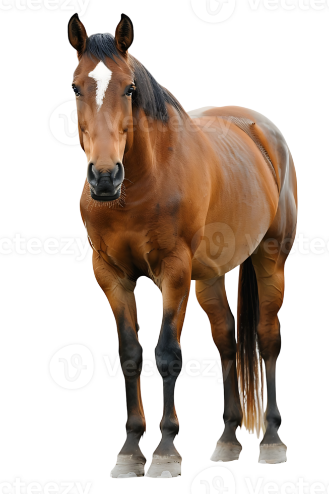 horse rearing up against a transparent background png