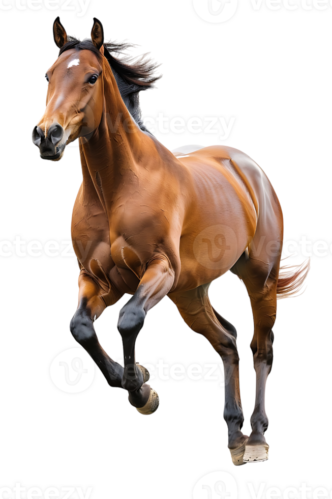 horse rearing up against a transparent background png