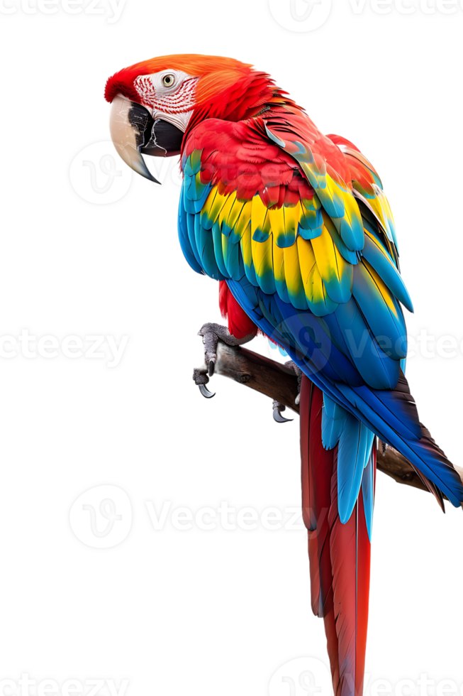 Macaw parrot on a branch, isolated against a transparent background png