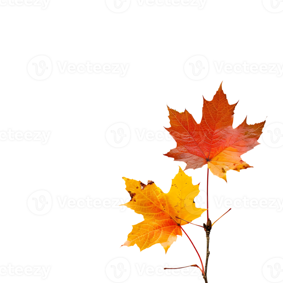 Maple leaves isolated on transparent background png