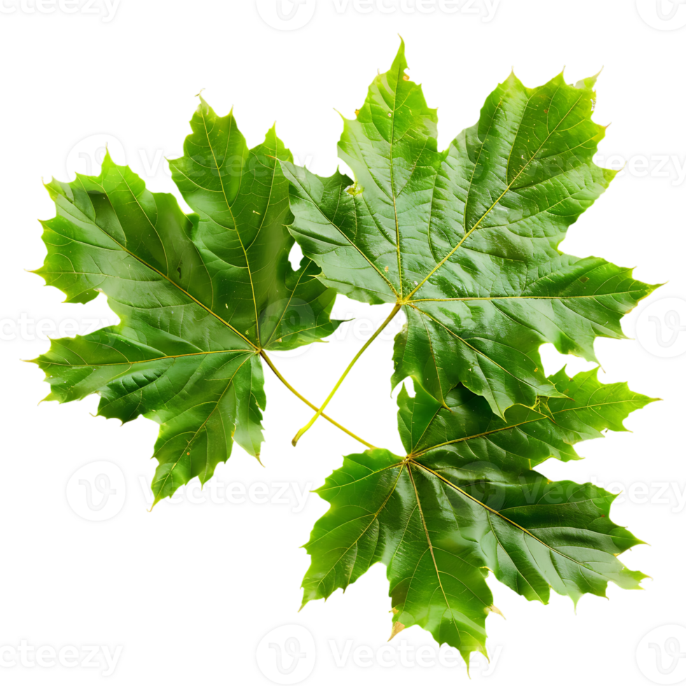 Maple leaves isolated on transparent background png