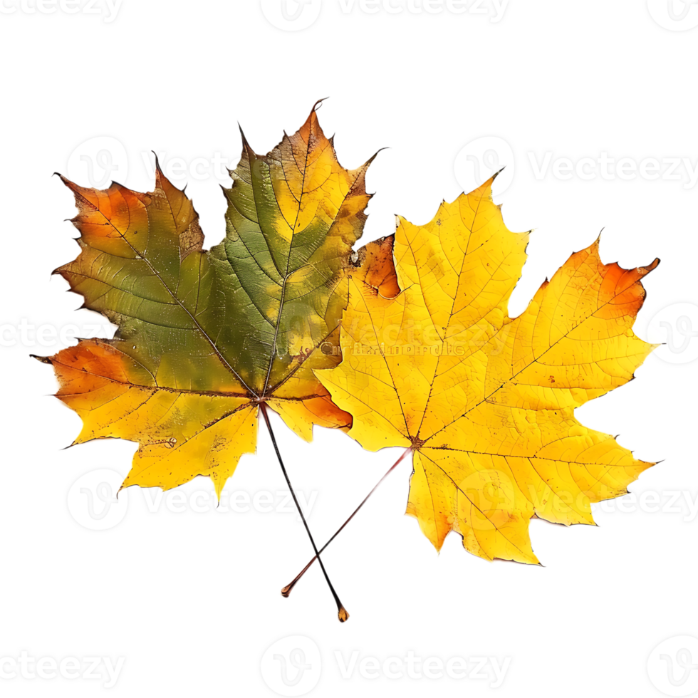 Maple leaves isolated on transparent background png