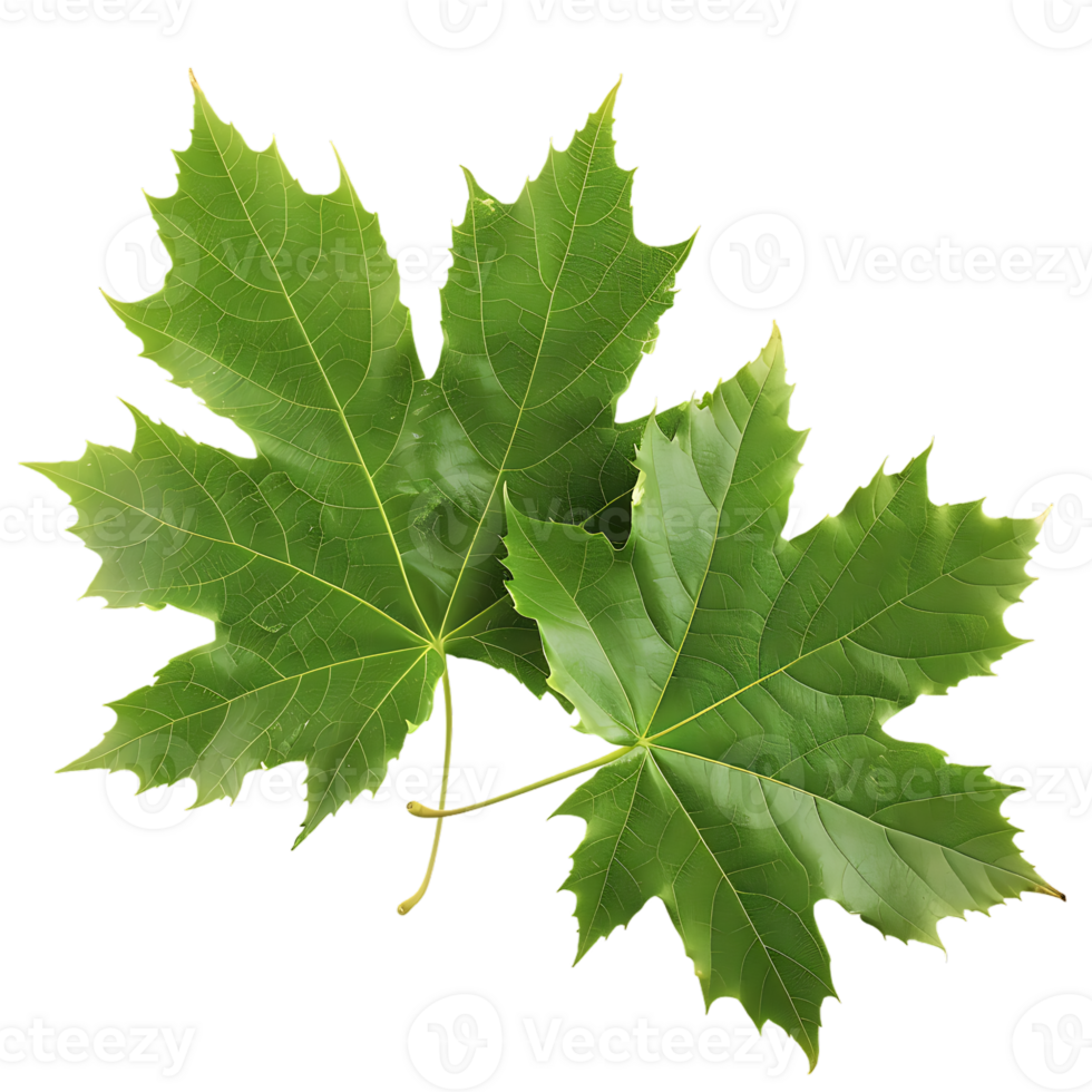 Maple leaves isolated on transparent background png
