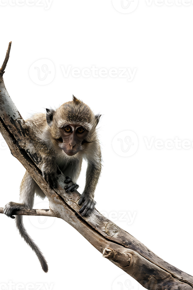 Monkey perched on branch, isolated on transparent background png