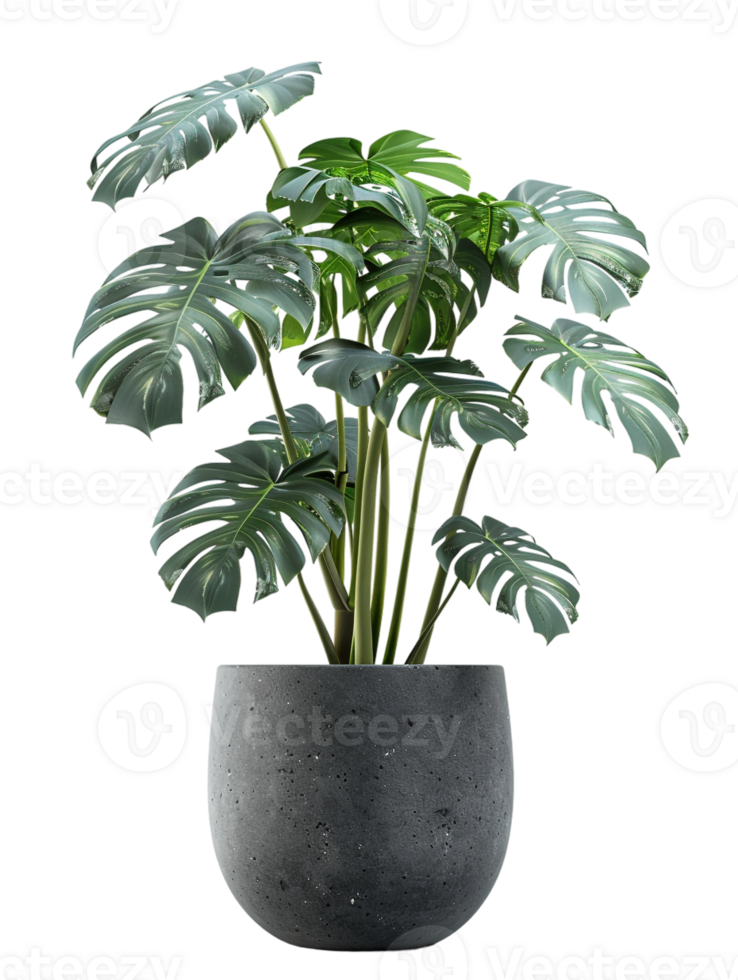 Monstera deliciosa on a pot, isolated against a transparent background png
