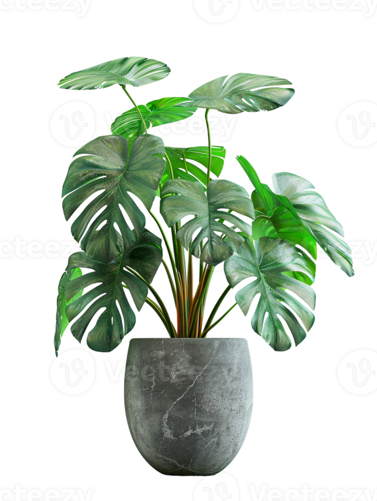 Monstera deliciosa on a pot, isolated against a transparent background png