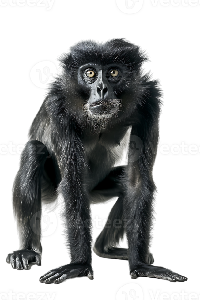 Monkey alone against transparent backdrop png