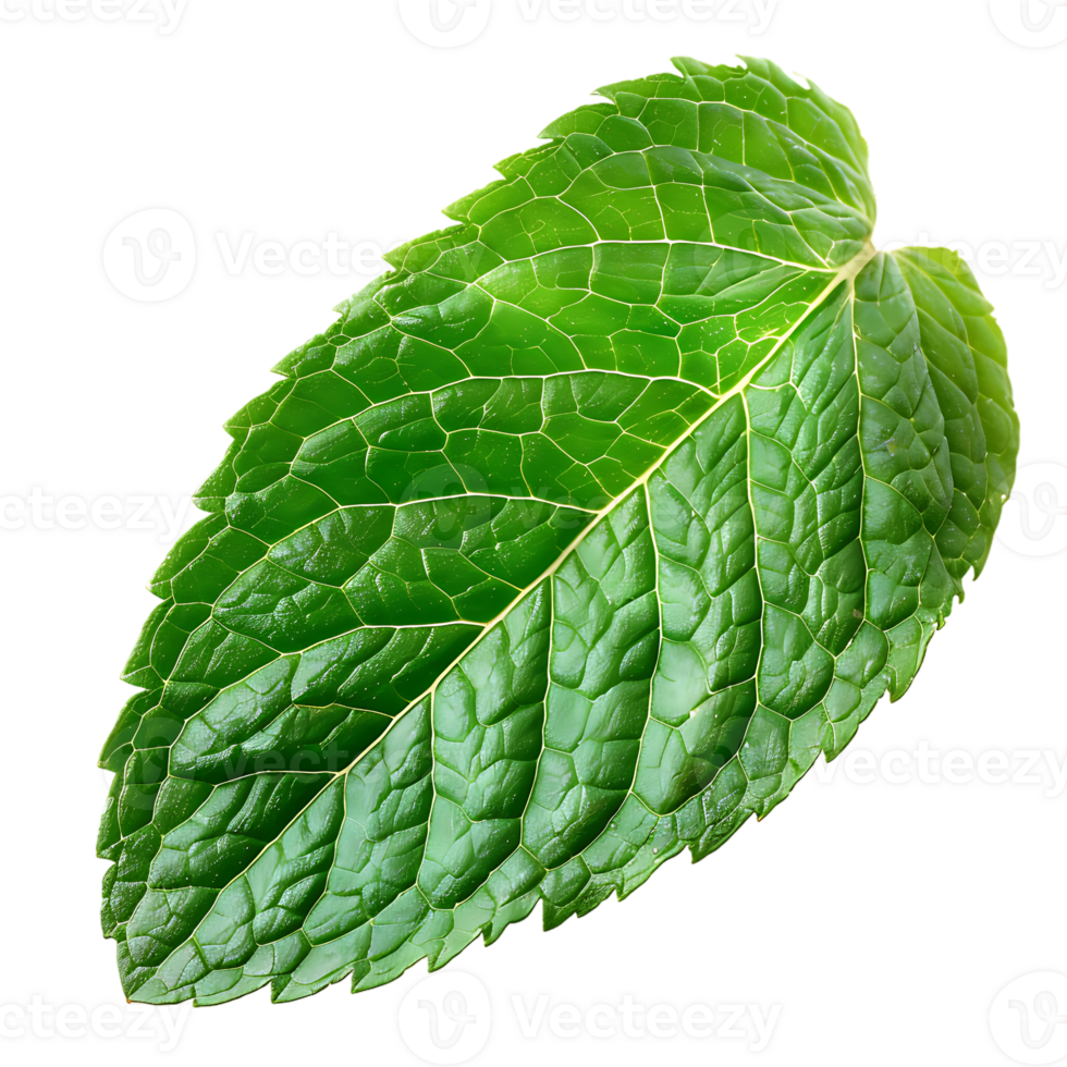Mint leaf, isolated against a transparent background png