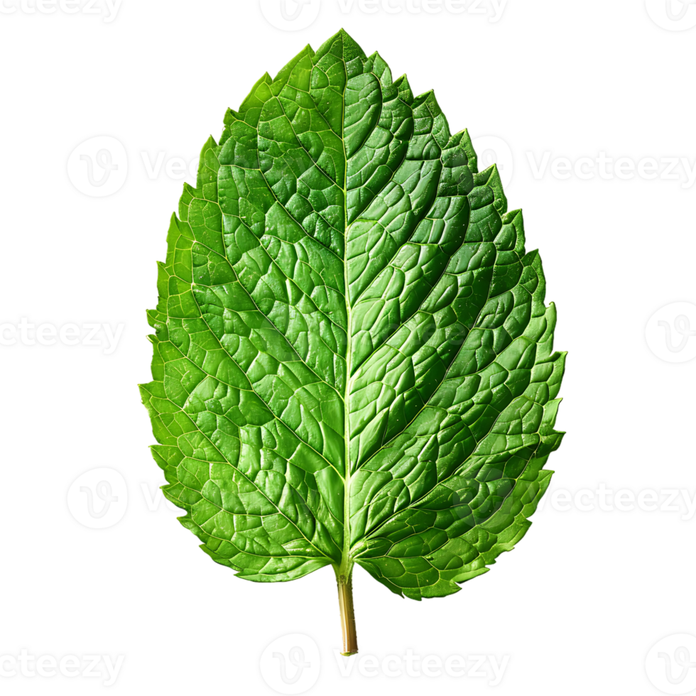 Mint leaf, isolated against a transparent background png