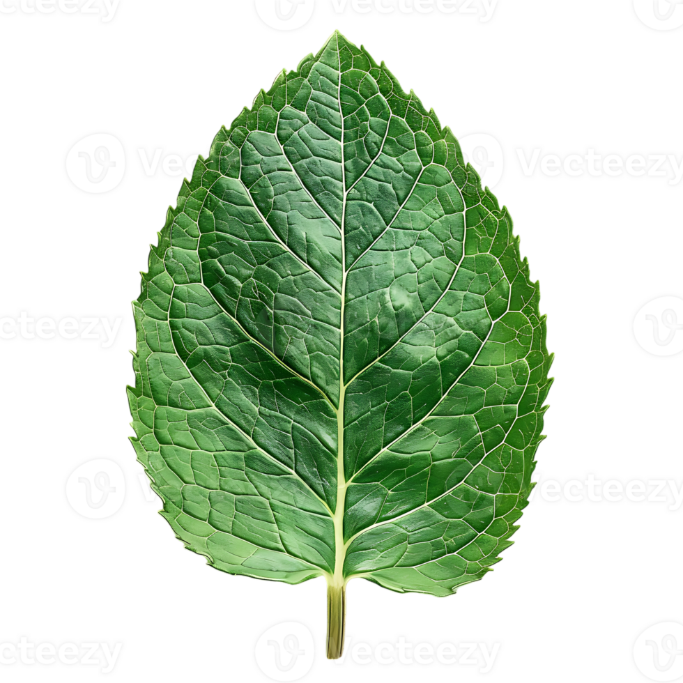 Mint leaf, isolated against a transparent background png