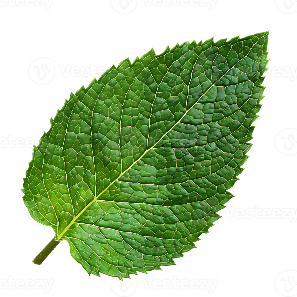 Mint leaf, isolated against a transparent background png