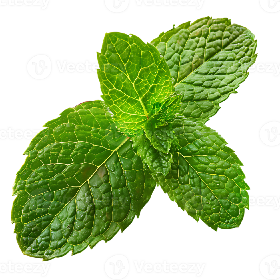 Mint leaf, isolated against a transparent background png