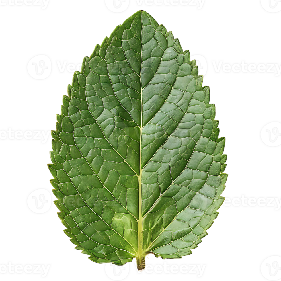 Mint leaf, isolated against a transparent background png