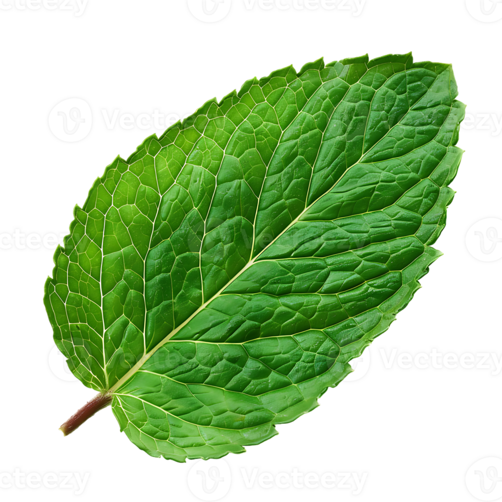 Mint leaf, isolated against a transparent background png