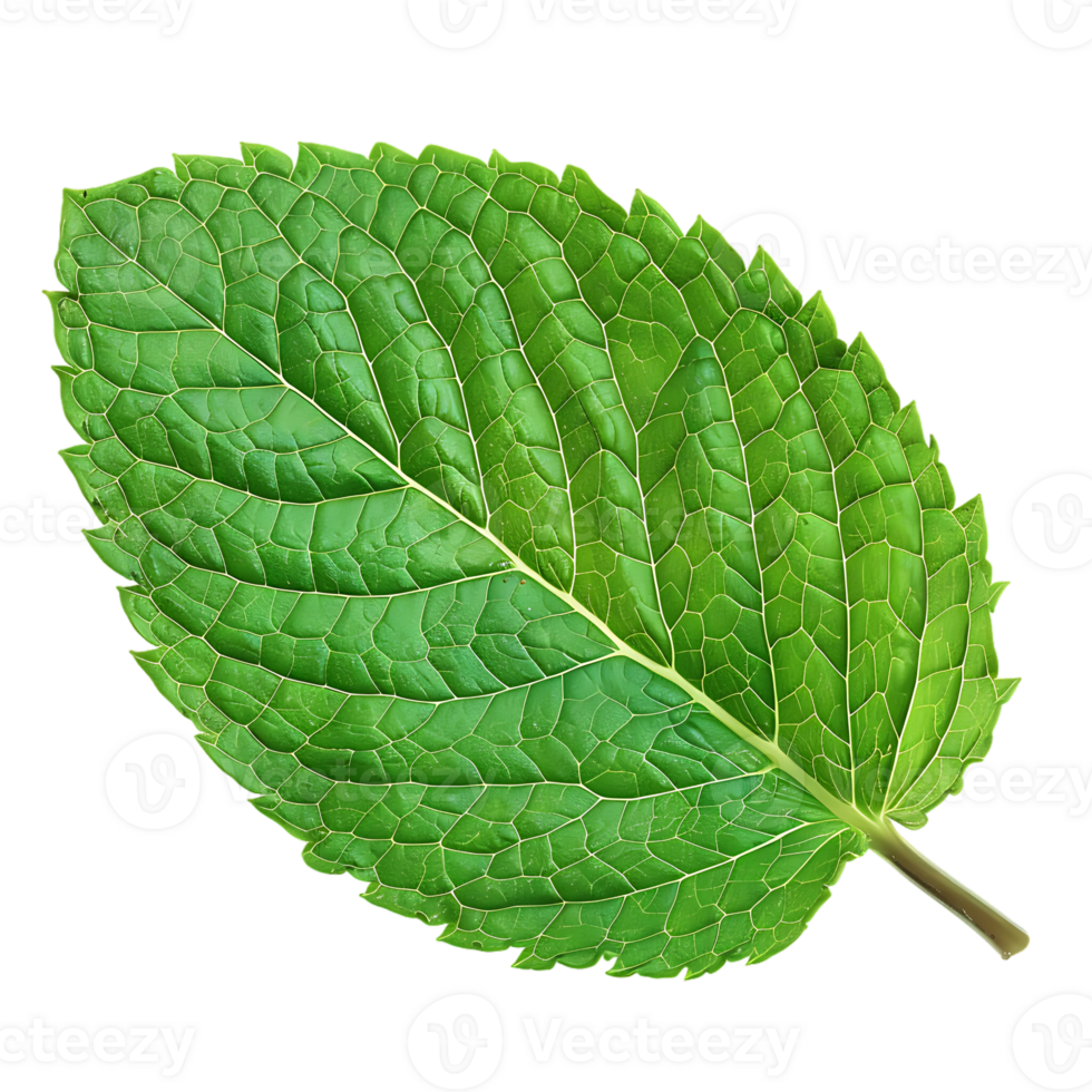 Mint leaf, isolated against a transparent background png