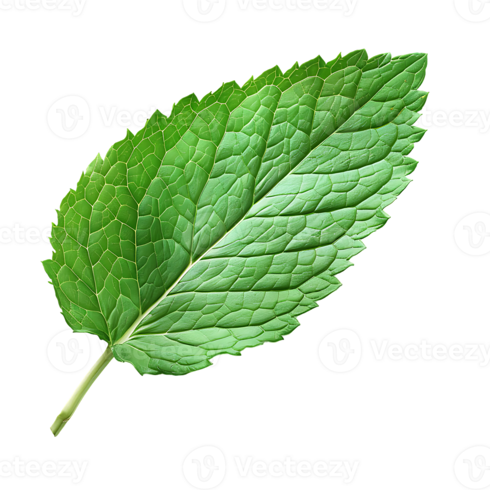 Mint leaf, isolated against a transparent background png