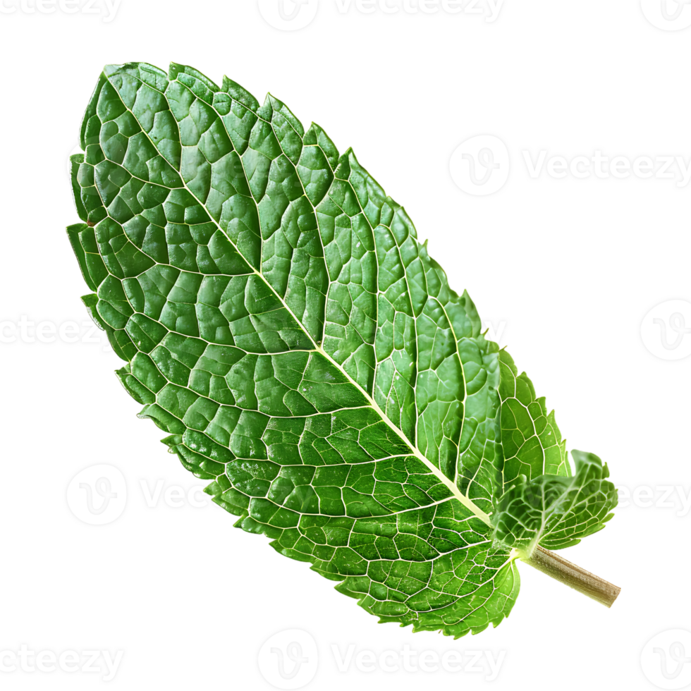 Mint leaf, isolated against a transparent background png