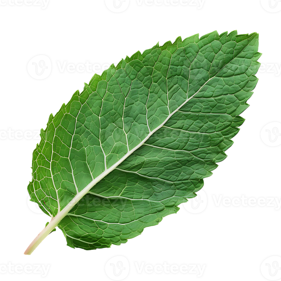 Mint leaf, isolated against a transparent background png