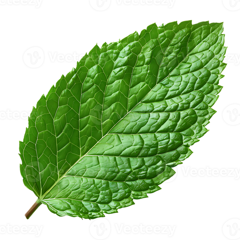 Mint leaf, isolated against a transparent background png