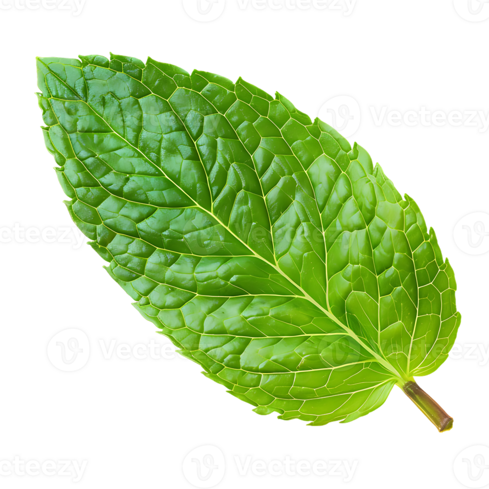 Mint leaf, isolated against a transparent background png