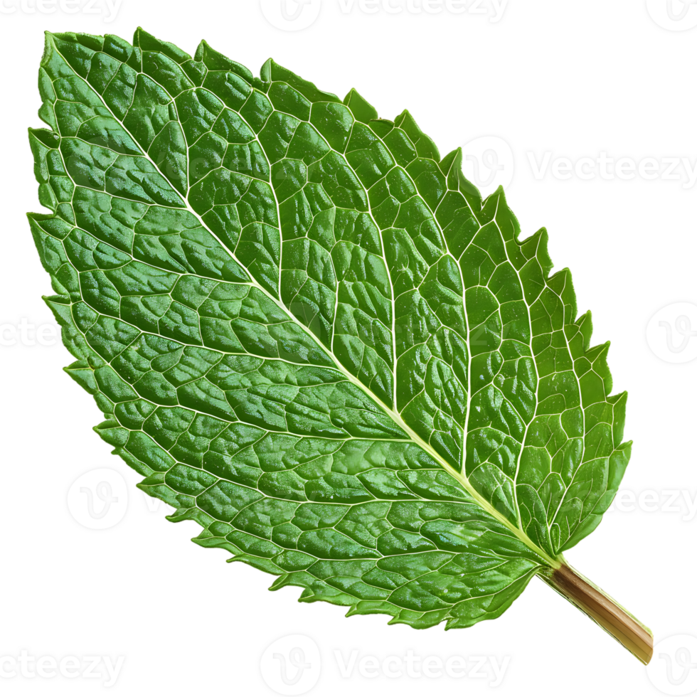 Mint leaf, isolated against a transparent background png