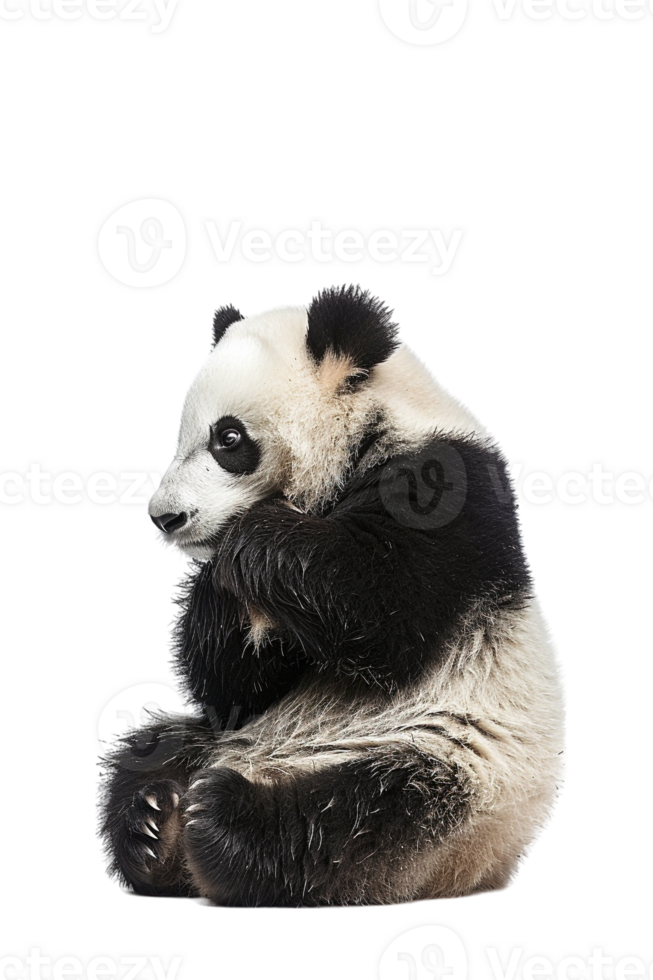 Panda seated alone against transparent backdrop png