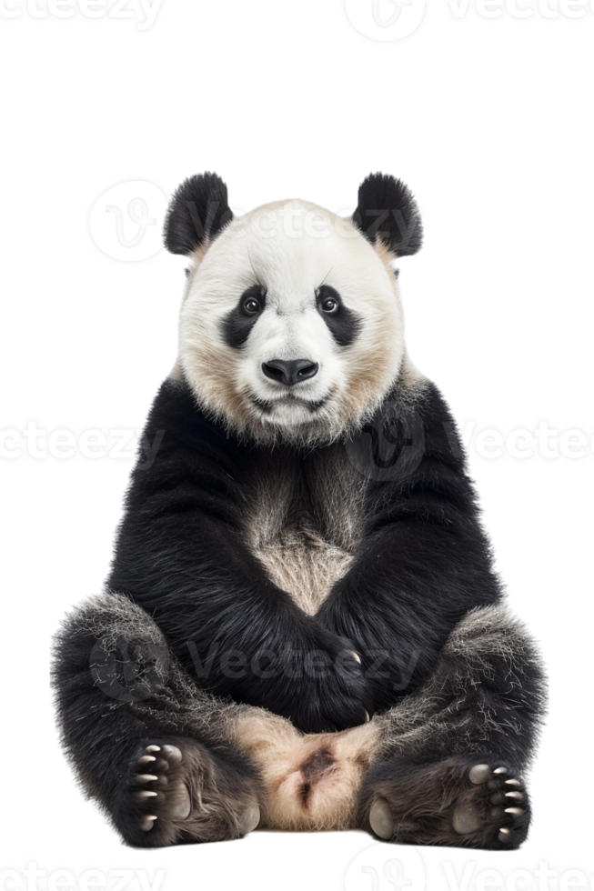 Panda seated alone against transparent backdrop png