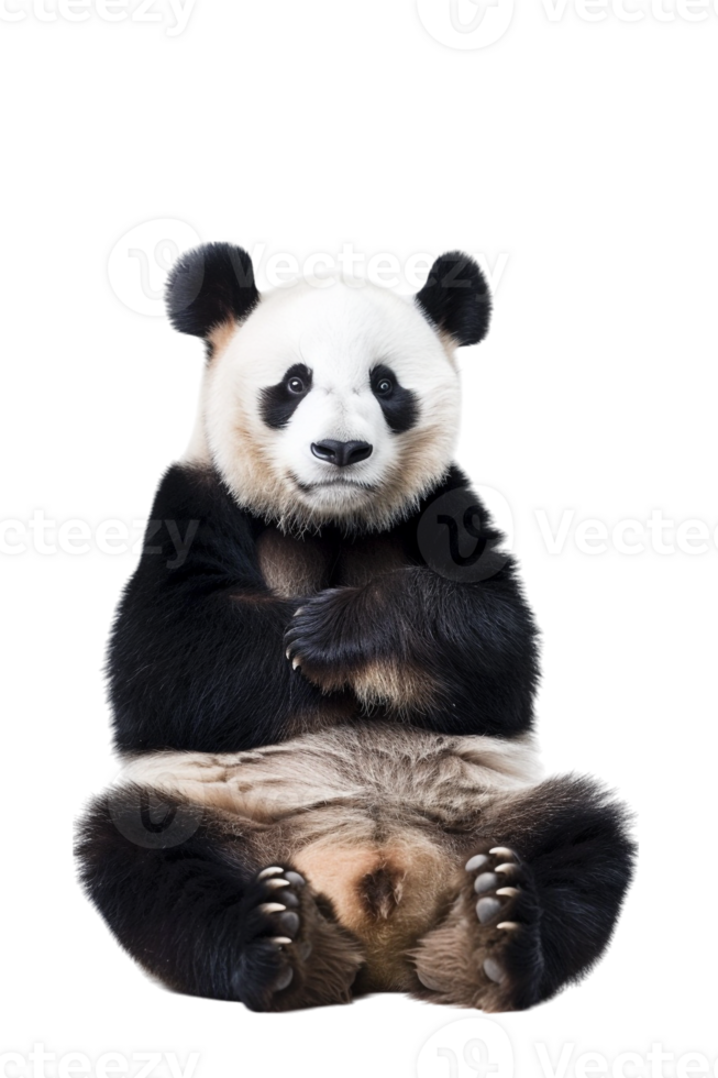 Panda seated alone against transparent backdrop png