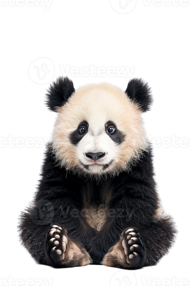 Panda seated alone against transparent backdrop png
