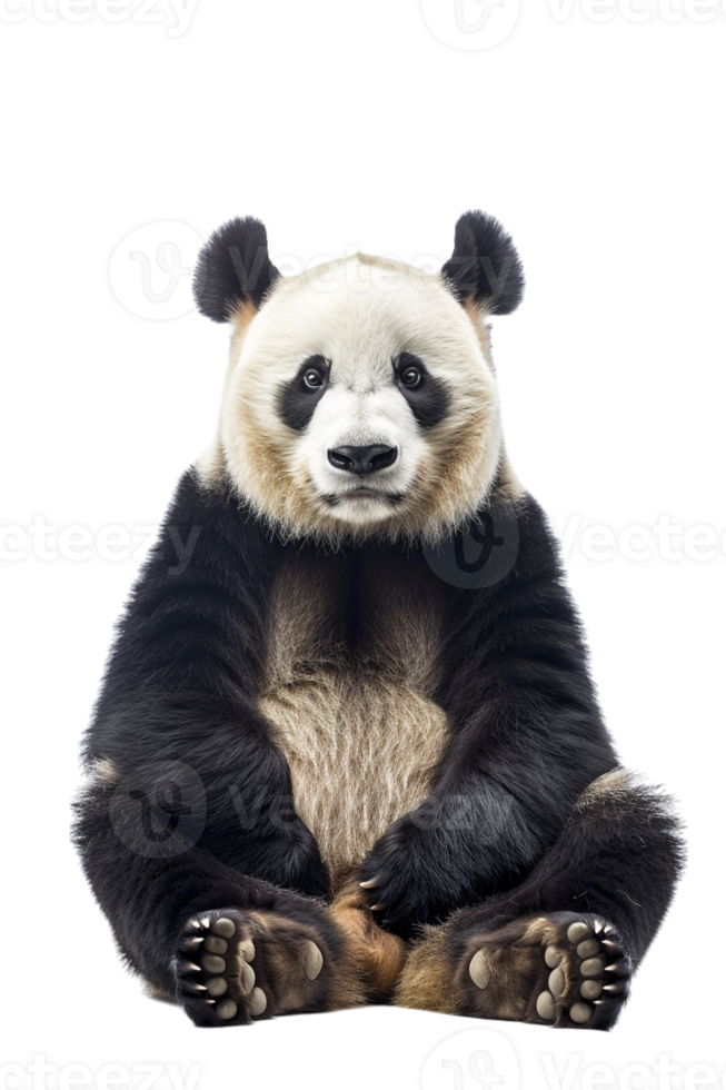 Panda seated alone against transparent backdrop png