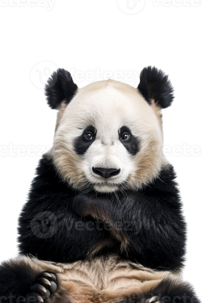 Panda seated alone against transparent backdrop png