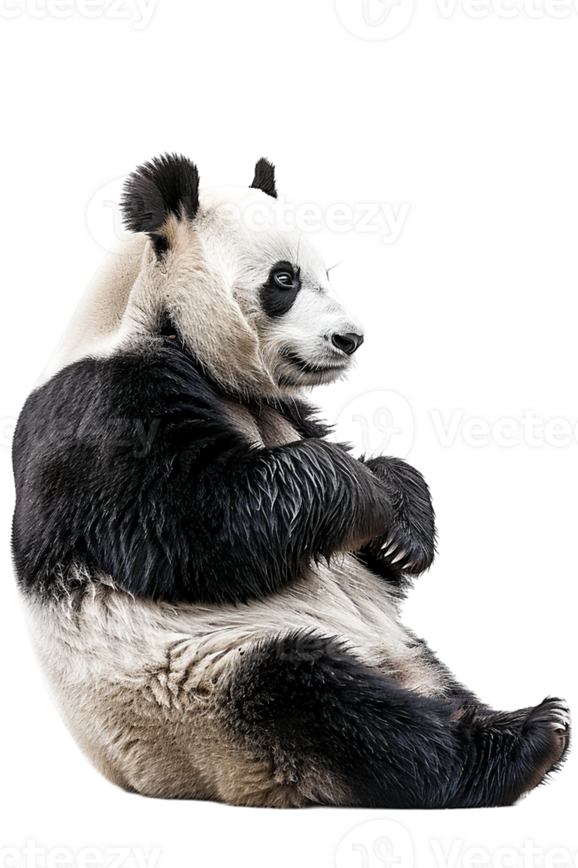 Panda seated alone against transparent backdrop png