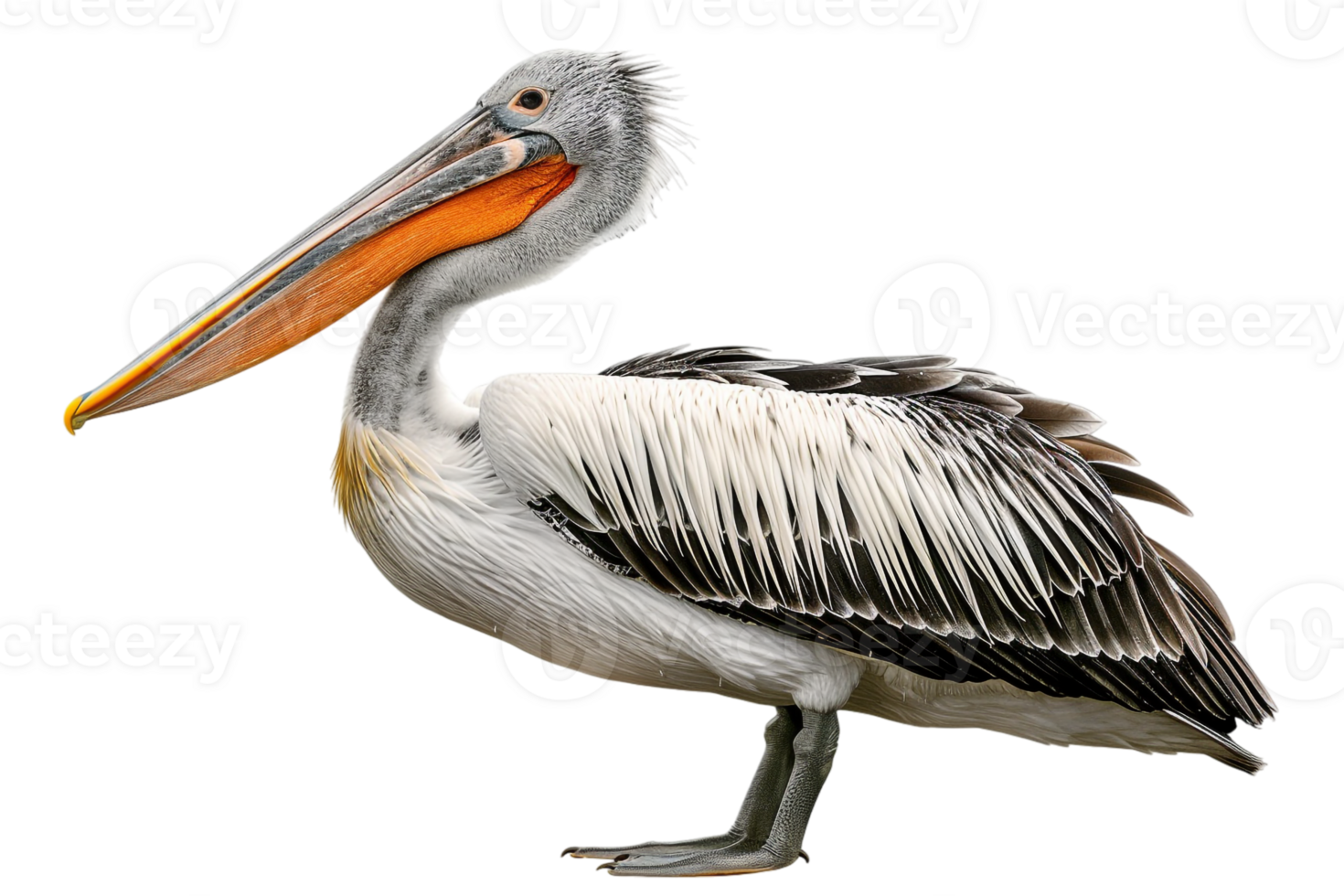 Pelican bird, isolated against a transparent background png